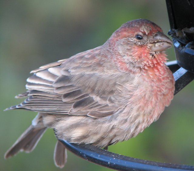 Cranky Housefinch