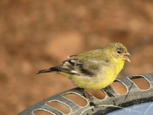 Chatty Goldfinch