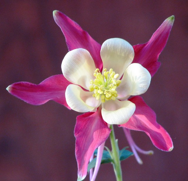 Columbine