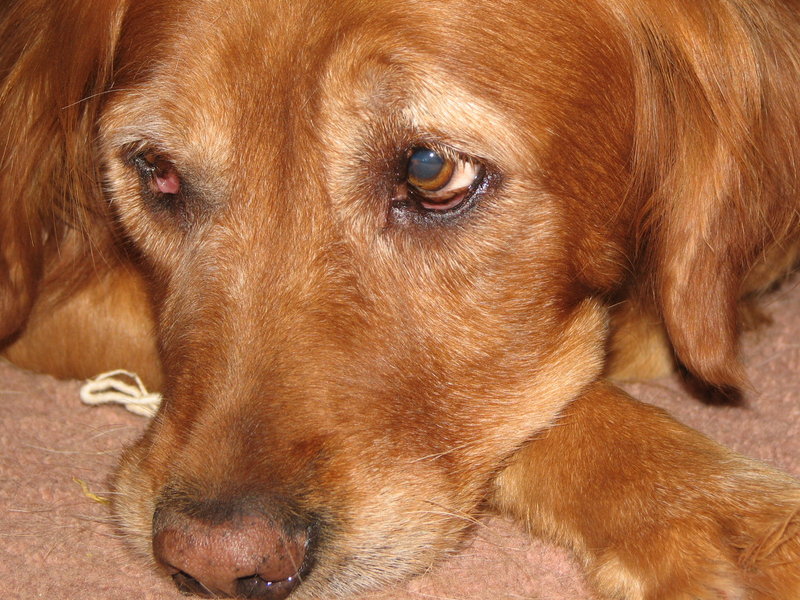 Ginger
