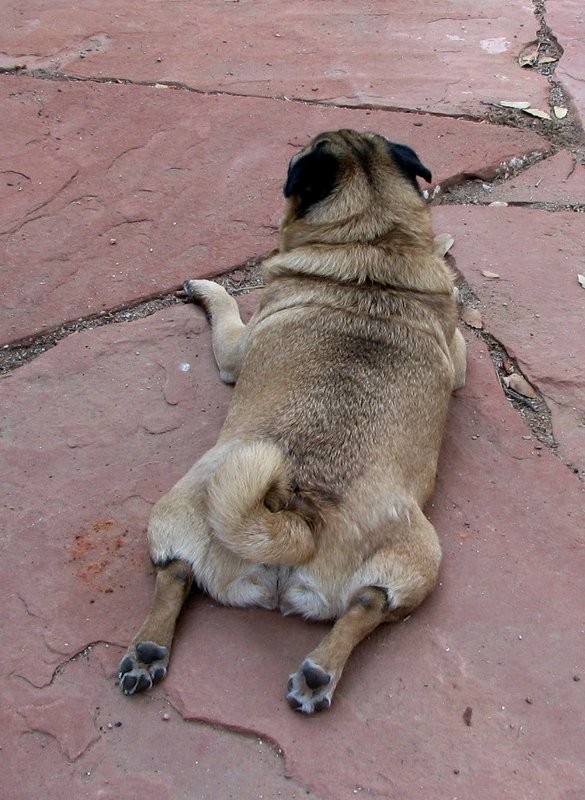 Flat Pug