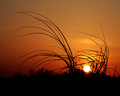 Silhouette_at_Sunset_2_by_nomkcalb.jpg
