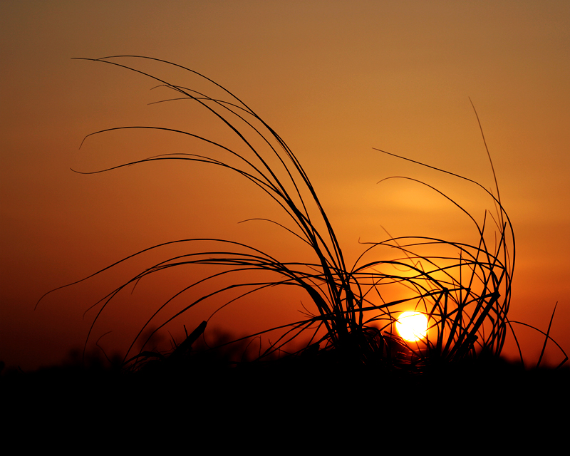 Silhouette_at_Sunset_2_by_nomkcalb.jpg