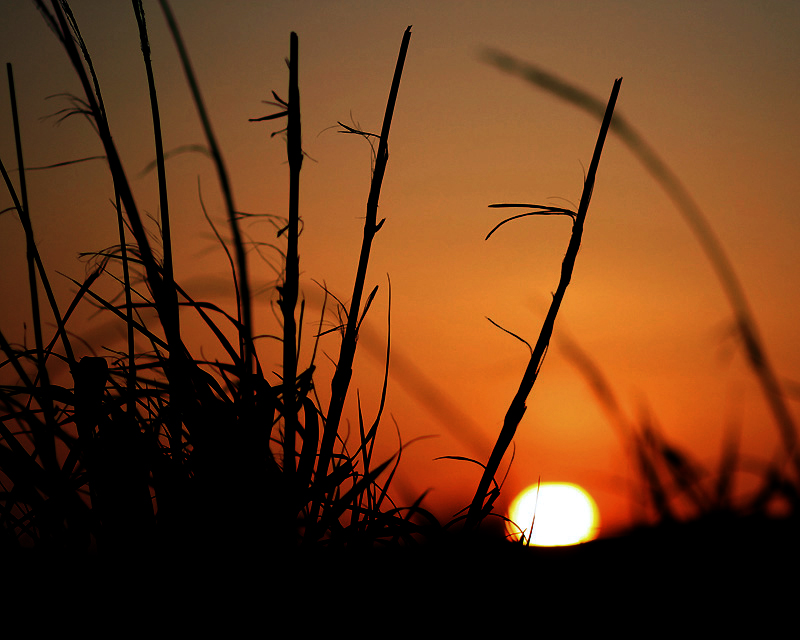 sun_3_by_nomkcalb.jpg