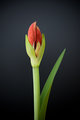 Amaryllis.jpg