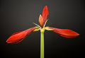 Amaryllis 2.jpg