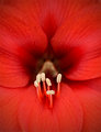 Amaryllis 3.jpg