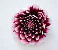 Dahlia.jpg