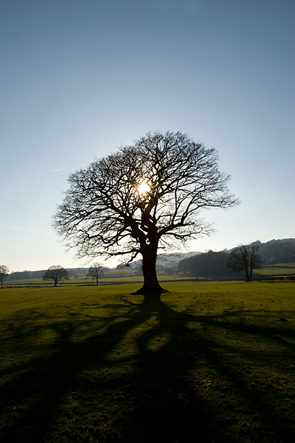 Coniston Tree Silouhette.jpg