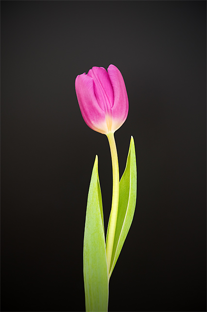 Tulip.jpg