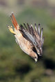 Red Tailed Hawk Dive