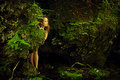Elf Girl