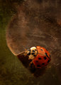 Ladybug on a Leaf