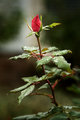 Pink Bud