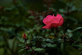 Pink Flower 2