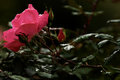 Pink Flower 3