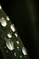 Green Leaf