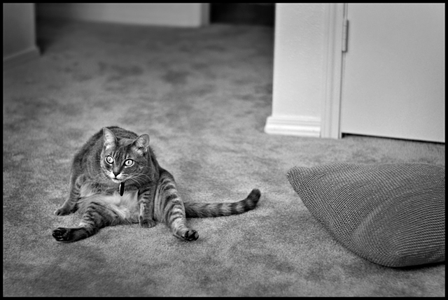 What happens kitty watches too much tv....
