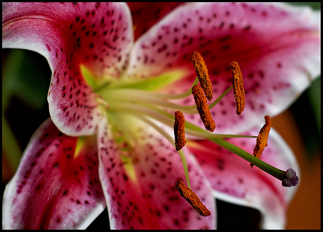Pink Flower