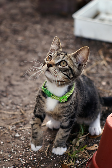 Kitty