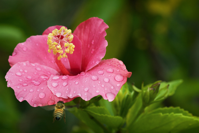Bee