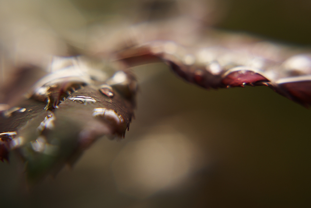 Leaves