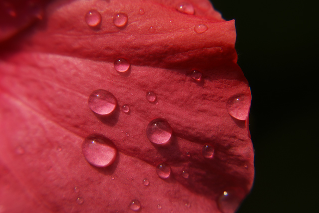 petal