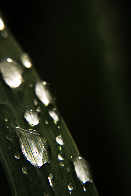 Green Leaf
