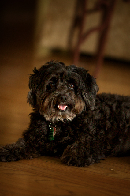 Classic Pet Portrait