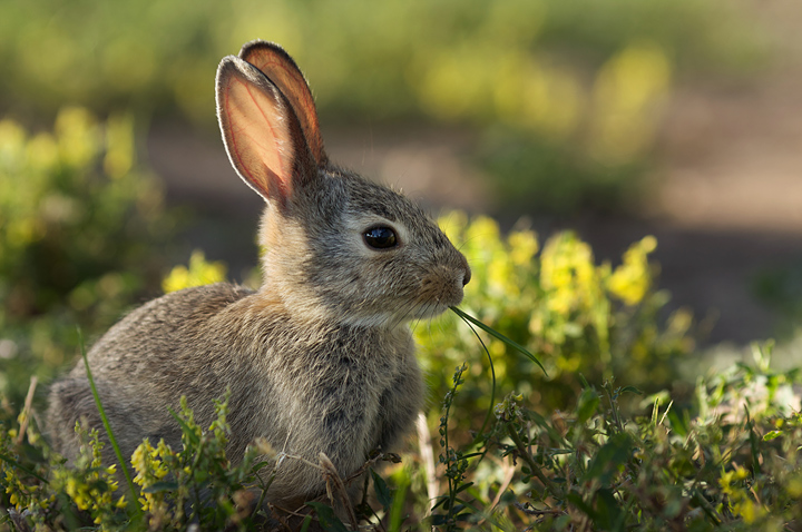 Bunny