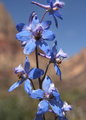 Larkspur.JPG