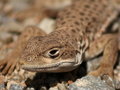 Lizard.JPG