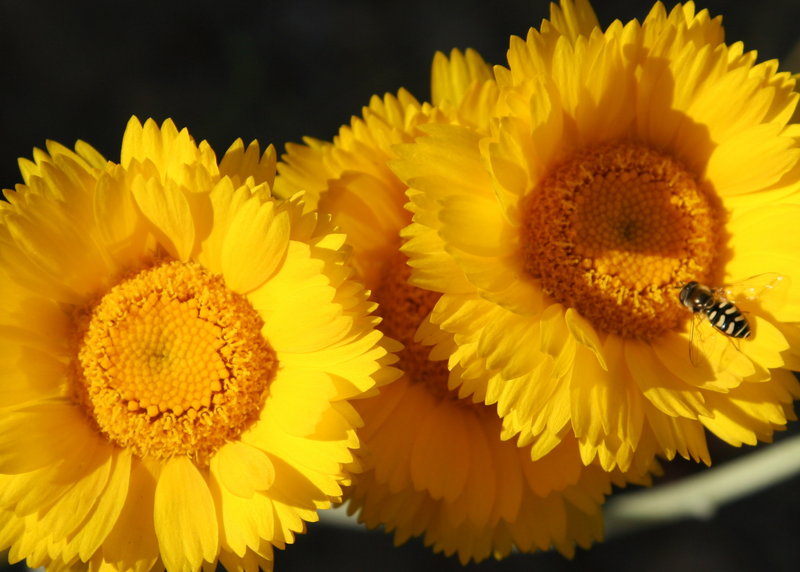SunFlower.jpg