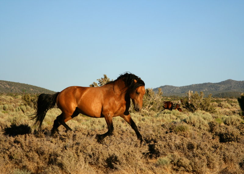 Cold Creek Stallion.JPG