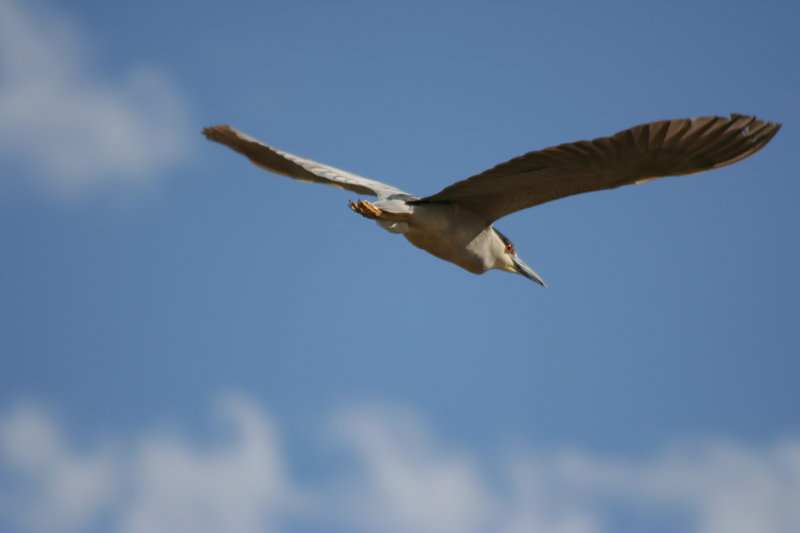 GreenBackHeron.JPG
