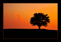 Tree at Sunset