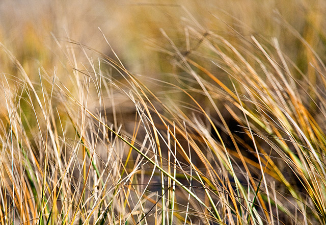 Beach Grass