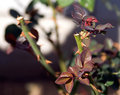 Thorns