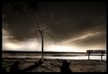 sepia bench and tree.JPG