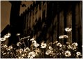 Dasies - 5x7.JPG