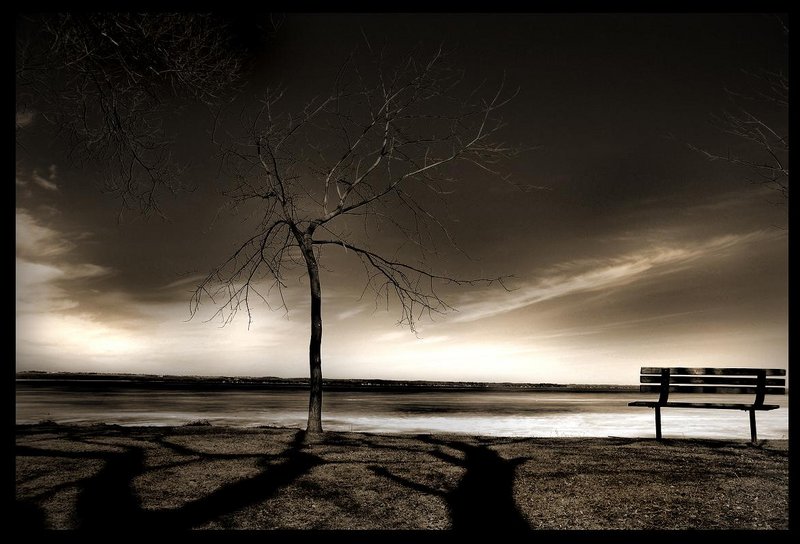 sepia bench and tree.JPG