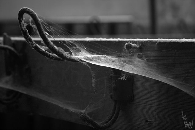 spider.jpg