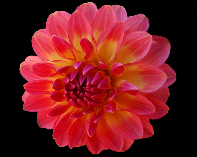 RED DAHLIA