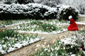 Tulip Garden in Snow
