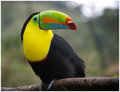 Toucan