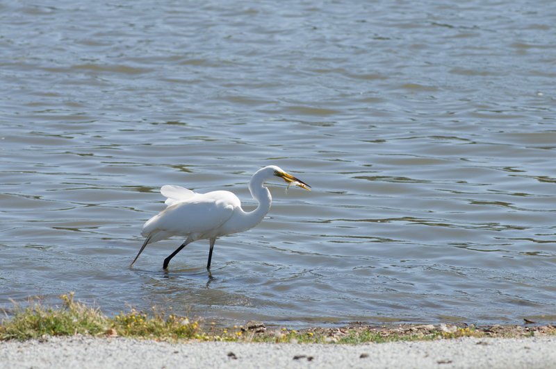 IMGP-0938
