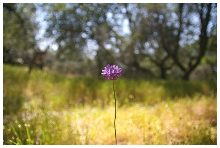 Purple Flower, Mt. Diablo