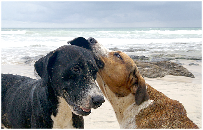 Los Perros de Playa Negra