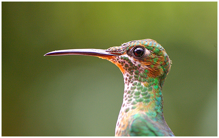 Monteverde Hummingbird