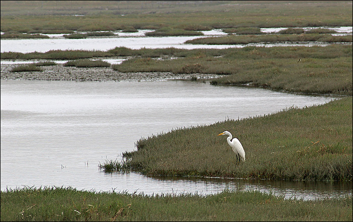 Great White Egret